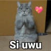 Gatitos con Frases 19