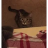 Random gif part 11
