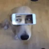 Dog memes 8