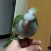 Animais para reagir 29
