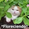 Gatitos con Frases 7