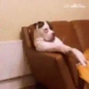 Dog memes 15