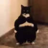 Funny Animals 24