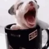 Reações da semana 6