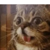Funny Animals 13