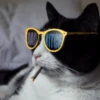 Animais para reagir 12