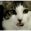 Kokoritos💖🐈 9