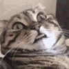 Animais para reagir 9