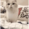 Funny Gifs 6