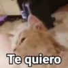 Gatitos con Frases 15