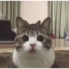 Gatos animados 3 20