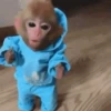 Animais para reagir 17