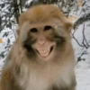 Funny Animals 16