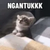 Meme kucing pt. 2 5
