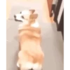 Ayo joget 9