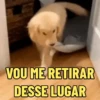 Memes pets 🥰 10