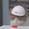 Funny Reactions 8