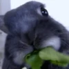 Animais para reagir 16