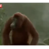 Funny Animals 9