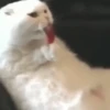 Animais para reagir 14