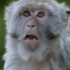 Funny Animals 11