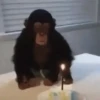 Monos lindos 8