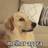 DOGUINHOS 🥰 8