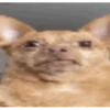 Cheddar Animated Pack 13