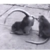 Funny Animals 21