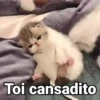 Gatitos con Frases 22