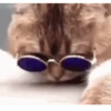 Funny Animals 15