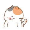 Cute cat and dog 21