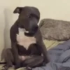 Memes pets 🥰 9