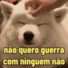 Memes pets 🥰 7