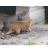 Funny Animals 25