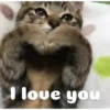 Animasi kucing 24