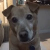 Animais para reagir 23