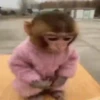 Monos lindos 9