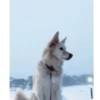 Funny dogs 10