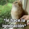 Gatitos con Frases 11