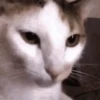 Memes random 8 7