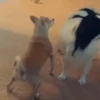Animated Memes 14