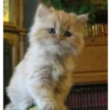 Kokoritos💖🐈 15