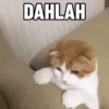 Meme kucing pt. 2 8