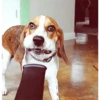 🐶 Perritos Mov. 2 🐾 14