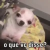 DOGUINHOS 🥰 9