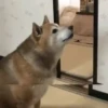Perros y gatos 7