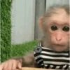 Monkey 🐒🐵 9