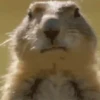 Animales Divertidos🐒🐤🦁 Mov🐽 6