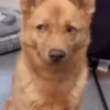 Funny dogs 12